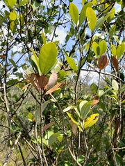 Alyxia sinensis