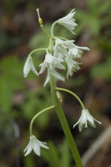 Clintonia udensis