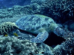 Chelonia mydas