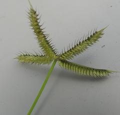 Dactyloctenium australe