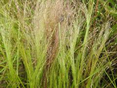 Eragrostis aspera