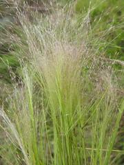 Eragrostis aspera