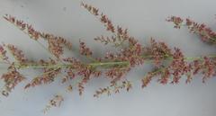 Eragrostis gummiflua