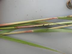 Eragrostis gummiflua