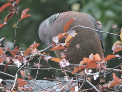 Patagioenas araucana