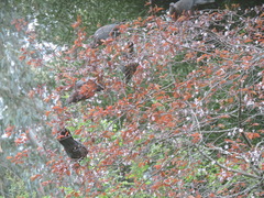 Patagioenas araucana