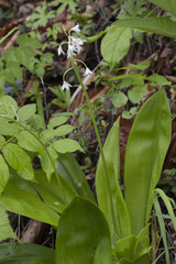 Clintonia udensis