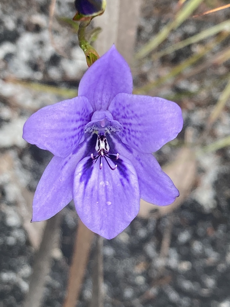 Epiblema grandiflorum