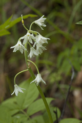 Clintonia udensis