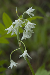 Clintonia udensis