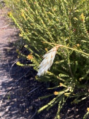 Johnsonia lupulina