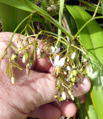 Dianella adenanthera