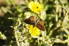 Theagenes dichrous