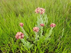 Helichrysum appendiculatum