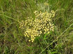 Helichrysum nudifolium