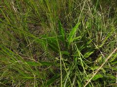 Helichrysum nudifolium