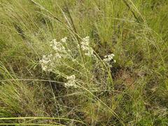 Helichrysum rugulosum