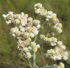 Helichrysum rugulosum