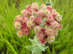 Helichrysum appendiculatum