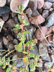 Polygonum fowleri