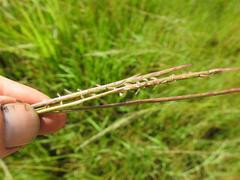 Hemarthria altissima