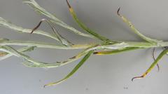 Helichrysum rugulosum