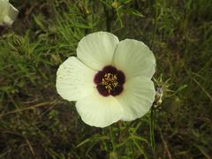 Hibiscus trionum