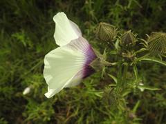 Hibiscus trionum