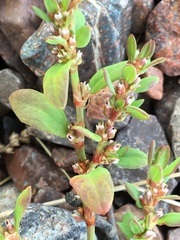 Polygonum fowleri