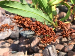 Rumex pallidus