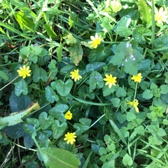 Ficaria verna