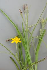 Hypoxis filiformis