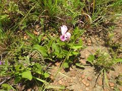 Ipomoea oblongata