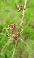 Juncus effusus