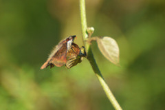 Theagenes dichrous