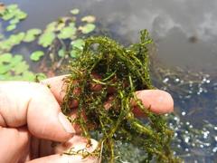 Lagarosiphon muscoides