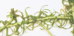 Lagarosiphon muscoides