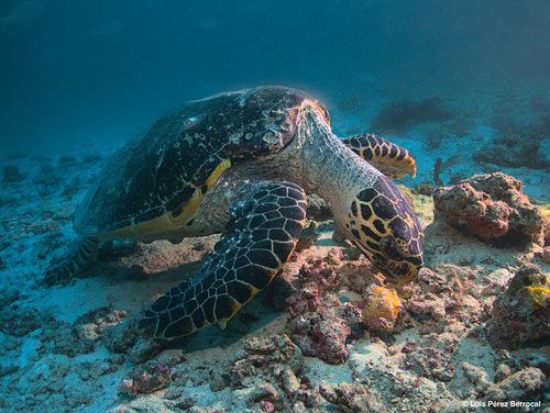 Hawksbill Sea Turtle — seen at this dive site
