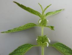 Leucas martinicensis