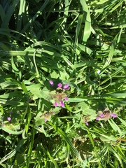 Lamium purpureum