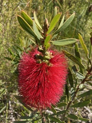 Melaleuca glauca
