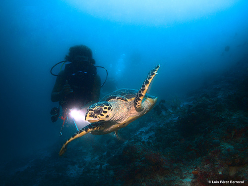 Hawksbill Sea Turtle — seen at this dive site