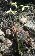 Albuca acuminata