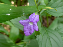 Bouchea pseudogervao