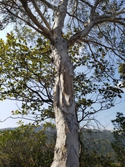 Melaleuca leucadendra
