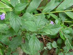 Bouchea pseudogervao