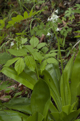 Clintonia udensis