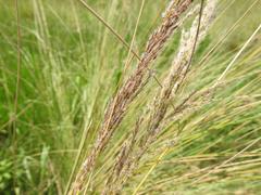 Miscanthus junceus