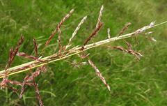 Miscanthus junceus
