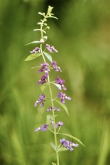 Angelonia angustifolia